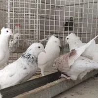 کبوتر پرش|پرنده|آمل, |دیوار