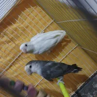 جفت کوتوله برزیلی|پرنده|تربت جام, امام|دیوار