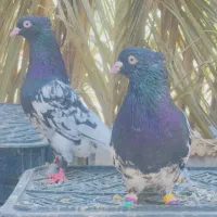 فروش کبوتر