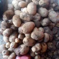 سیب زمینی بدون کود مرغی واقعی|خدمات باغبانی و درختکاری|سنندج, |دیوار