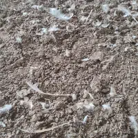 کود مرغی گوشتی مادر