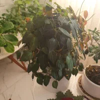 فروش گل های آپارتمانی|گل و گیاه طبیعی|ساری, |دیوار