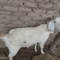 گوسفند بز|حیوانات مزرعه|بردسیر, |دیوار