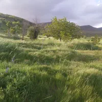 گردو تکان حرفه‌ای
