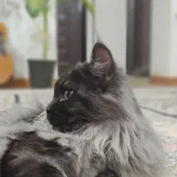 گمشده