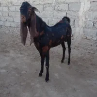 تک شاد مری اصل