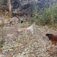 جوجه خروس مرغ|حیوانات مزرعه|قزوین, |دیوار