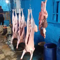 فروش گوسفند زنده پروار