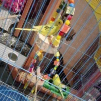 مرغ عشق جفت