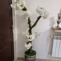 تنه درختشکوفه