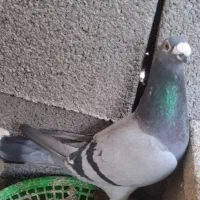 پلاکی نر اصل درشت