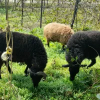 گوسفند حامله ونر جوان