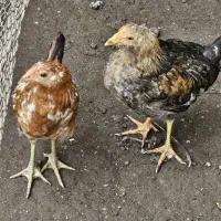 جوجه مرغ نژاد گلین