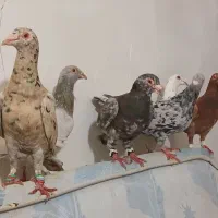 ۱۲ عدد کوهی در رامشیر|پرنده|اهواز, امانیه|دیوار