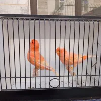 چهل جفت قناری رنگی