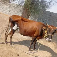 گاو ماده