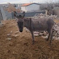 یک راس الاغ ماده گله ای