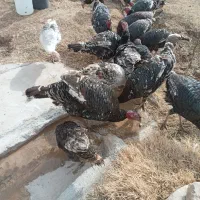 کبوتر بوقلمون|حیوانات|دشتابی, |دیوار