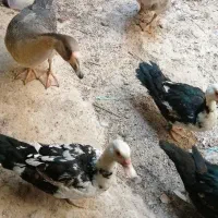 مرغابی مسکویی جوجه اردک مسکویی|حیوانات مزرعه|سرپل ذهاب, |دیوار