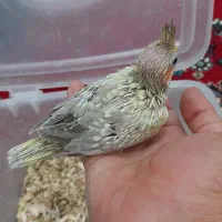 خوشگلای سرلاکی