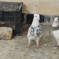 کفتر یا کبوتر طوقی خوشگل