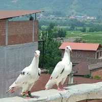 گروه کبوتر بازان مازندران