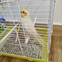 پرنده عروس هلندی|پرنده|مینودشت, |دیوار