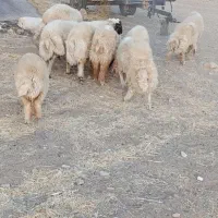 فروش   هشت عدد بره نر|حیوانات مزرعه|ایوان, |دیوار