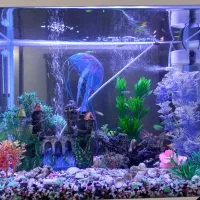 اکواریوم باماهی و تزئینات|ماهی|رشت, جماران|دیوار