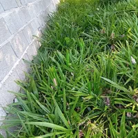 پالم لاتانیا ریشه پرس|گل و گیاه طبیعی|رامسر, |دیوار