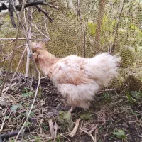 ابریشمی بالغ