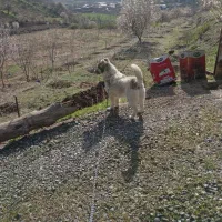 سگ پاکوتاه نگهبان