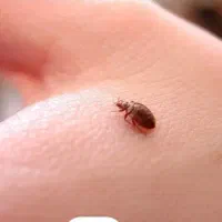 سمپاشی تخصصی ساس و سوسک سم پاشی ضمانت یک ساله