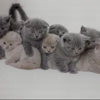 گربه کیتن بریتیش زیبا