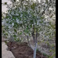 باغ ۱۳۵۰ متر/ به همراه سازه / سندتکبرگ|فروش خانه و ویلا|دورود, |دیوار