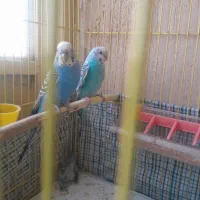 مرغ عشق|پرنده|کرمانشاه, |دیوار