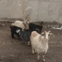 بز ننه بالاجوان