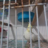 طوطی عروس|پرنده|بندر امام خمینی, |دیوار