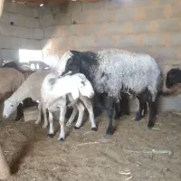 قوچ شال|حیوانات مزرعه|مهریز, |دیوار