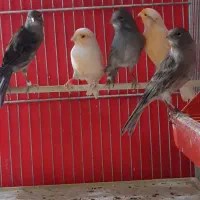 قناری جوان|پرنده|فولادشهر, زاینده رود|دیوار