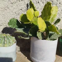 زیبا|زیورآلات و اکسسوری|سرپل ذهاب, |دیوار