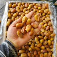 خرمای زاهدی قصب (اجاره باغ، پنگ تکان،پیش خرید)