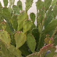 گل های طبیعی