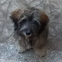 واگذاری سگ شیتزو