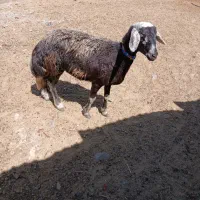 بره ماده چال سوز غزه بلند فریمان|حیوانات مزرعه|مشهد, آبکوه|دیوار