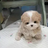 سگهای آپارتمانی|سگ|اصفهان, خانه اصفهان|دیوار