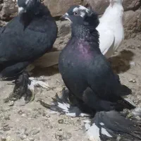 کبوتر قره اغ گوروخ