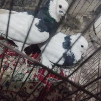 یه جفت طوقی پرشی|پرنده|قم, محمد آباد|دیوار