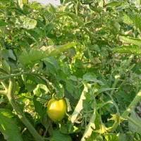 اکیپ کارگر برا کشت گوجه وصیفی