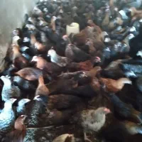 جوجه و مرغ|حیوانات مزرعه|اندیمشک, |دیوار